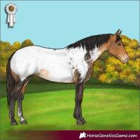Horse Color:Buckskin Sabino Snowcap 