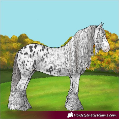 Horse Color:Black Blanket  and Black Blanket Rabicano 