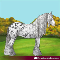 Horse Color:Black Blanket  and Black Blanket Rabicano 