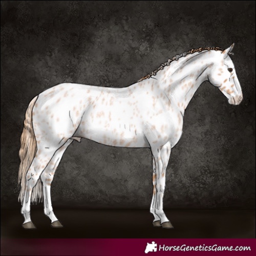 Horse Color:Red Roan Splash Leopard 