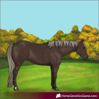 Horse Color:Liver Chestnut Rabicano 