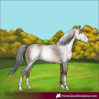 Horse Color:Gray Amber Champagne Tobiano 