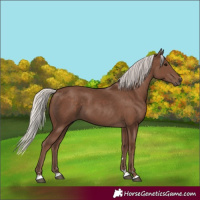 Horse Color:Silver Black 