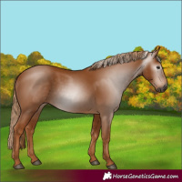 Horse Color:Gray Chestnut 
