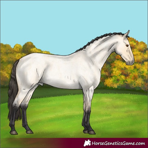 Horse Color:Buckskin Roan Dun 