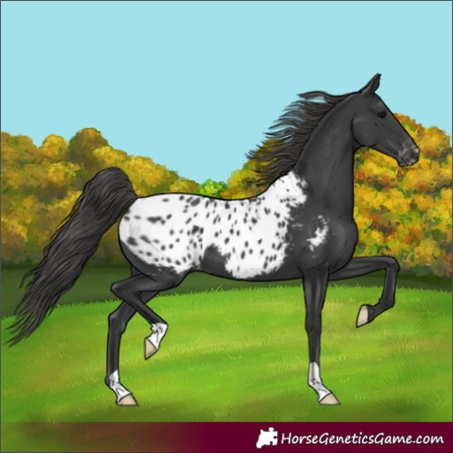 Horse Color:Black Blanket 