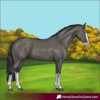 Horse Color:Grullo Sabino Splash  and Grullo Sabino Splash 