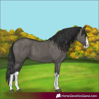 Horse Color:Grullo Sabino Splash  and Grullo Sabino Splash 