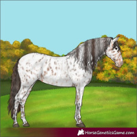 Horse Color:Bay Roan Appaloosa  and Amber Champagne Roan Appaloosa 