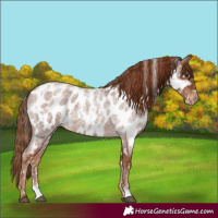 Horse Color:Red Roan Near Leopard  and Red Roan Near Leopard 