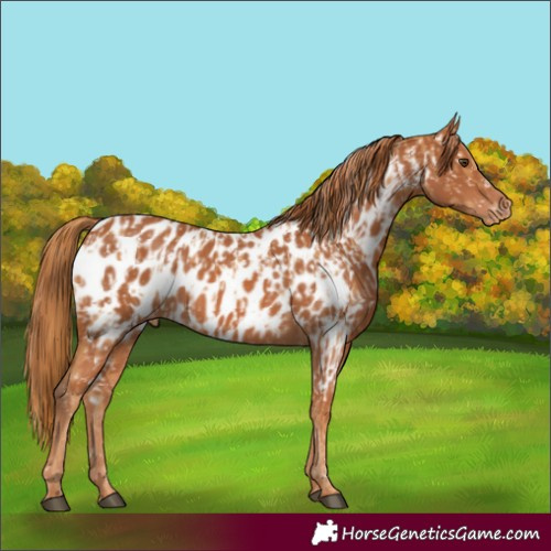 Horse Color:Chestnut Near Leopard and Chestnut Near Leopard