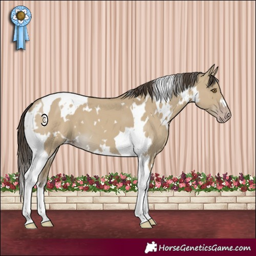 Horse Color:White Spotted Classic Cream Champagne Dun Tobiano