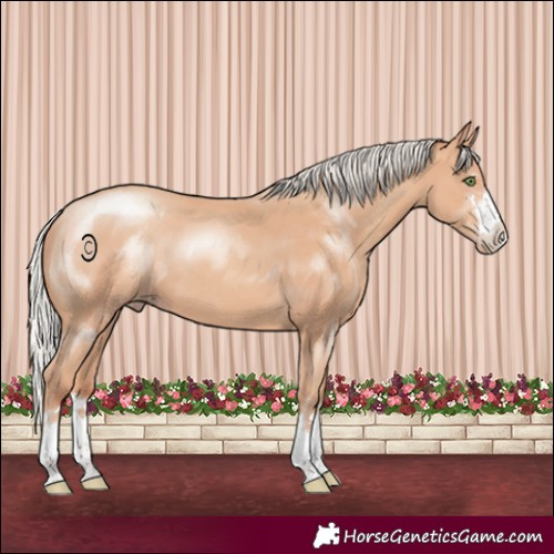 Horse Color:Silver Amber Champagne 