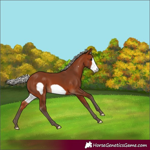 Horse Color:Silver Brown Frame 