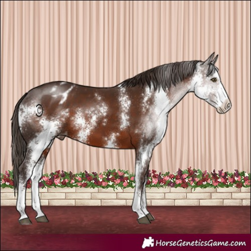 Horse Color:Liver Chestnut Sabino Appaloosa 