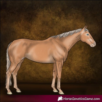 Horse Color:Gray Cremello 