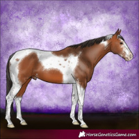 Horse Color:Bay Sabino Tobiano 
