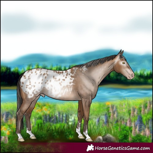 Horse Color:Gray Amber Champagne Blanket Rabicano