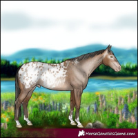 Horse Color:Gray Amber Champagne Blanket Rabicano