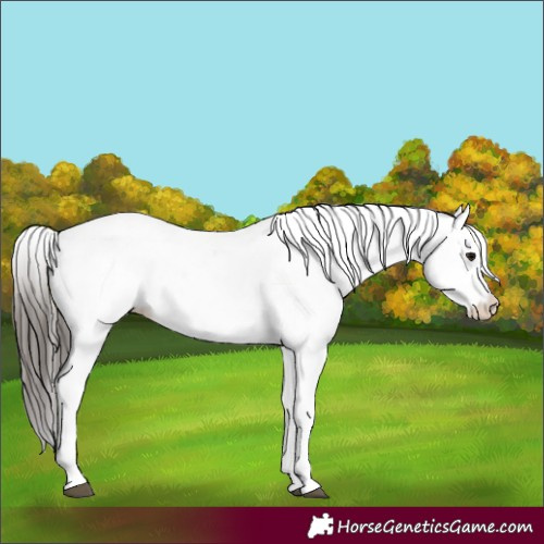 Horse Color:White Spotted Bay 