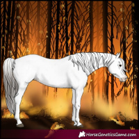 Horse Color:White Spotted Bay 