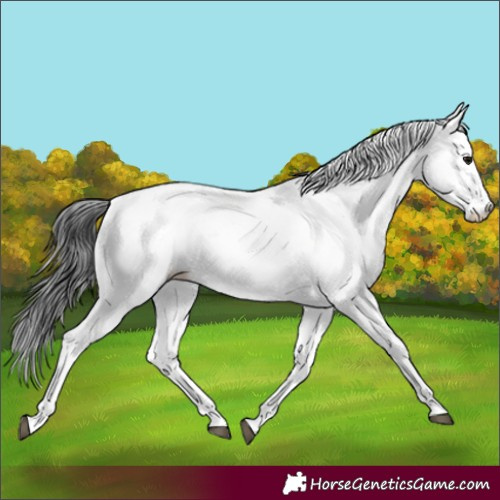 Horse Color:White Spotted Black 