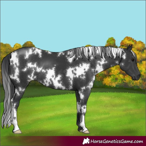 Horse Color:White Spotted Black 