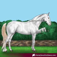 Horse Color:White Spotted Chestnut 