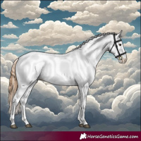 Horse Color:White Spotted Chestnut 