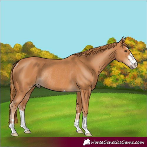 Horse Color:Chestnut Rabicano 