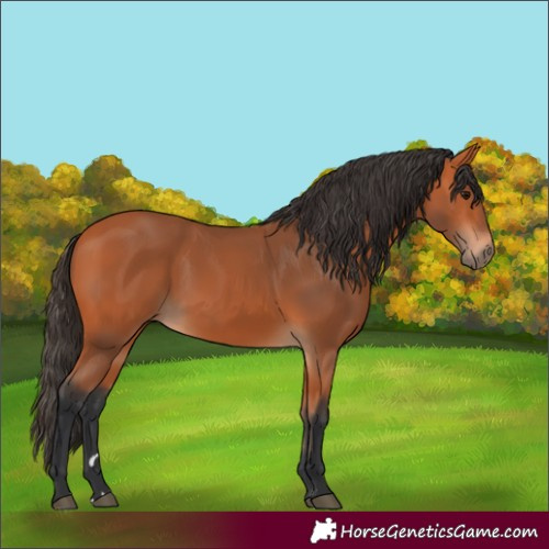 Horse Color:Bay 