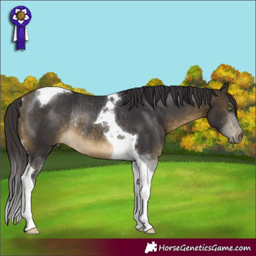 Horse Color:Buckskin Tobiano Rabicano 