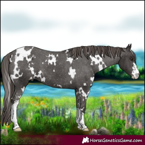Horse Color:White Spotted Liver Chestnut Sabino Appaloosa 