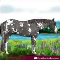 Horse Color:White Spotted Liver Chestnut Sabino Appaloosa