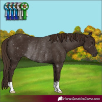 Horse Color:Liver Chestnut Rabicano