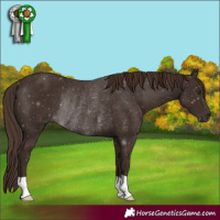 Horse Color:Liver Chestnut Rabicano