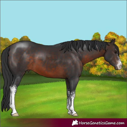 Horse Color:Brown Sabino 