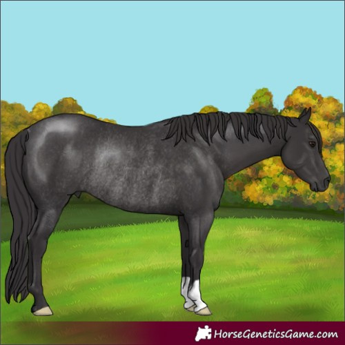 Horse Color:Smoky Black Rabicano 