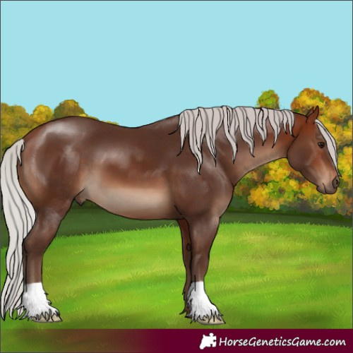 Horse Color:Silver Bay 