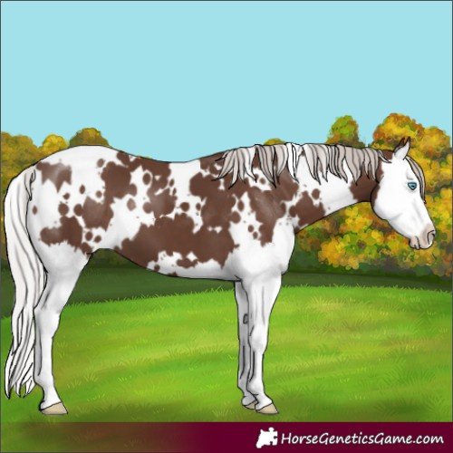 Horse Color:White Spotted Silver Black Splash 