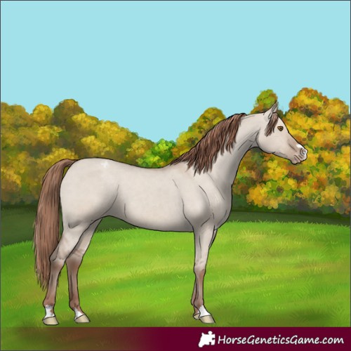 Horse Color:Classic Champagne Dun Appaloosa 