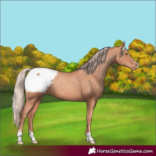 Horse Color:Gold Champagne Appaloosa 