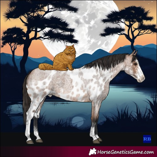 Horse Color:Bay Roan Sabino Skewed LP Spotted 