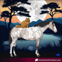 Horse Color:Bay Roan Sabino Skewed Appaloosa 