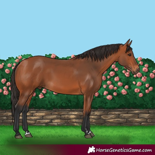 Horse Color:Bay Rabicano