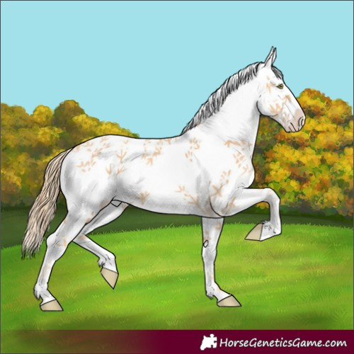 Horse Color:White Spotted Gold Champagne 