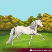 Horse Color:Silver Amber Cream Champagne Pearl