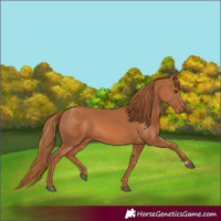 Horse Color:Chestnut 
