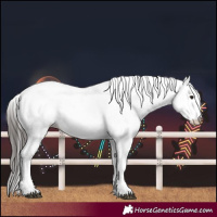 Horse Color:White Spotted Bay 