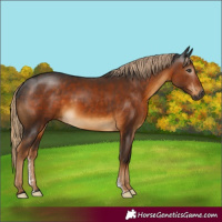 Horse Color:Gray Chocolate Palomino Sabino Rabicano 